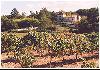 chateau lafoux